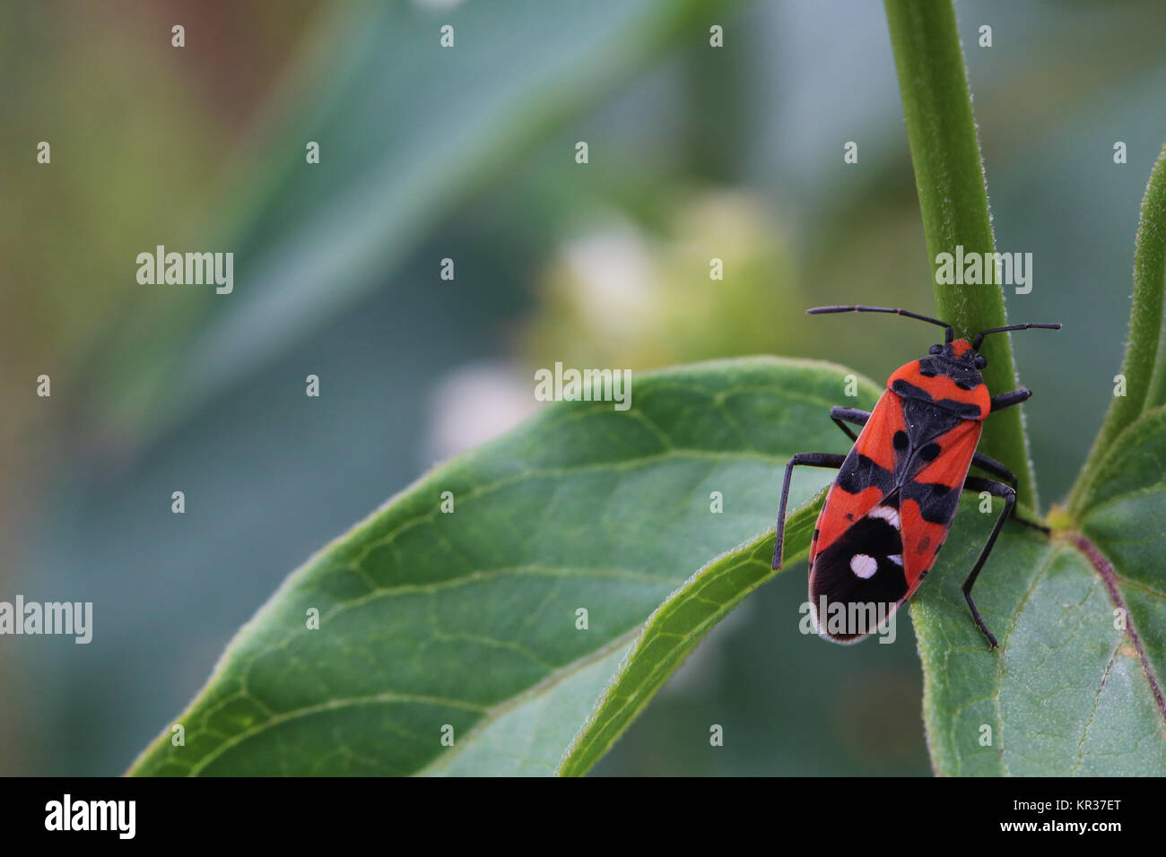 knight bug - insect of the year 2007 Stock Photo - Alamy