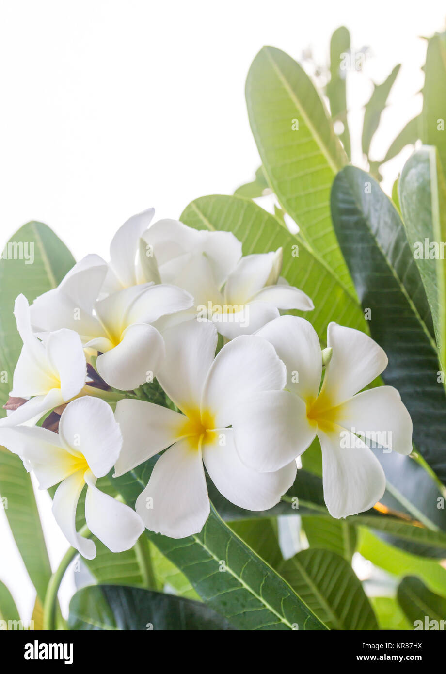 Close up Lan thom flower Stock Photo