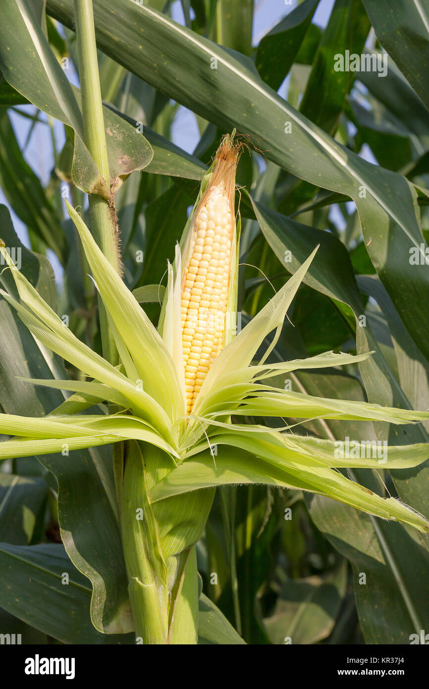 Close up corn on the stalk Stock Photo