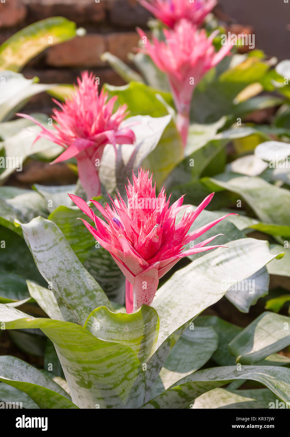 Close up pink flower of Bromeliad Stock Photo