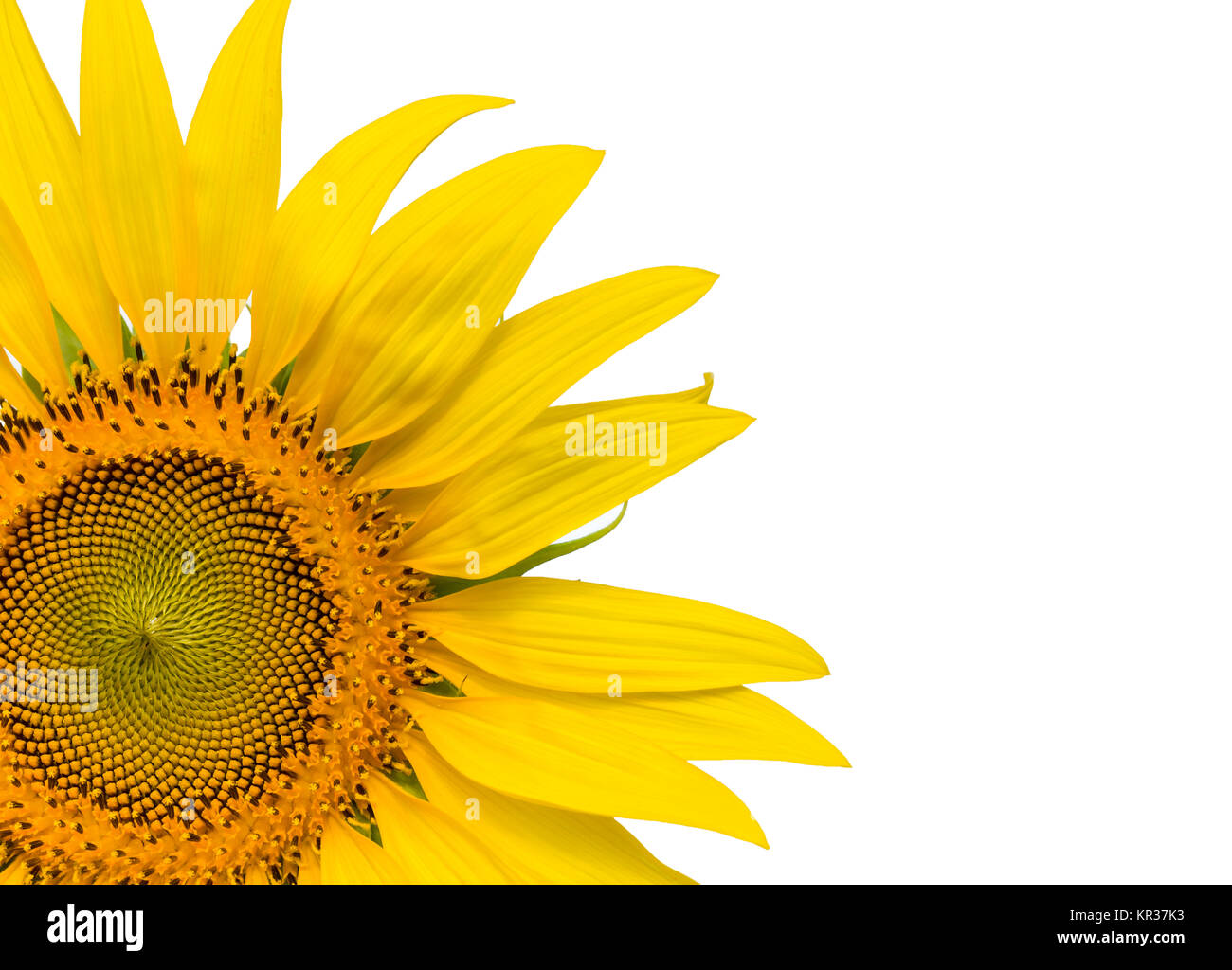 Closeup yellow sunflower isolated on write background Stock Photo - Alamy
