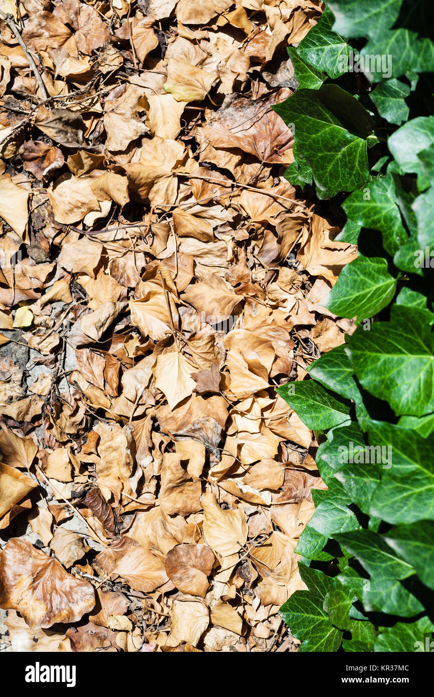 fallen and green leaves of ivy plant Stock Photo