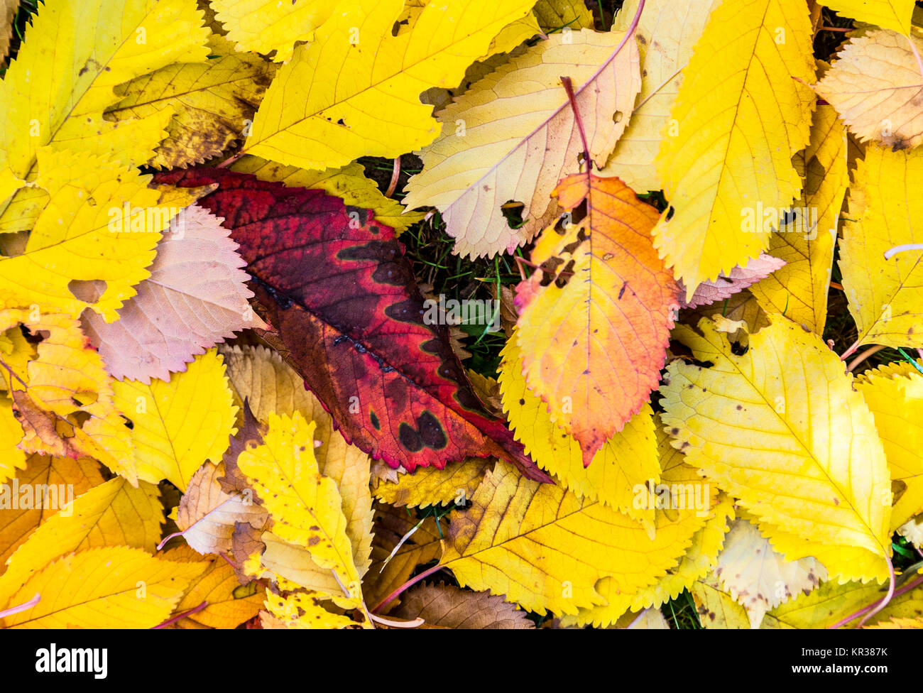yellow cherry tree leaves at the grass in harmonic autumn colors Stock