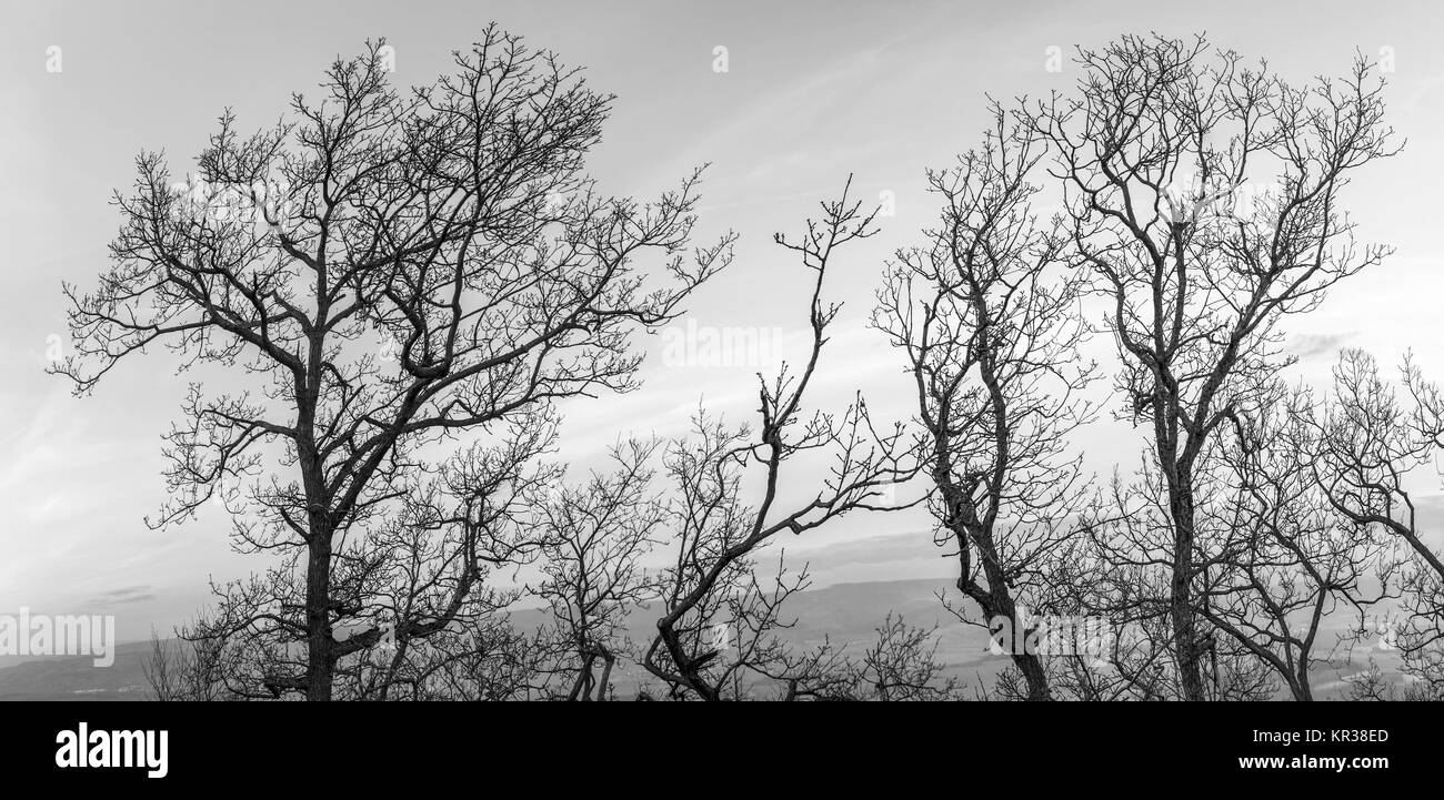 trees in winter with deep blue sky Stock Photo - Alamy