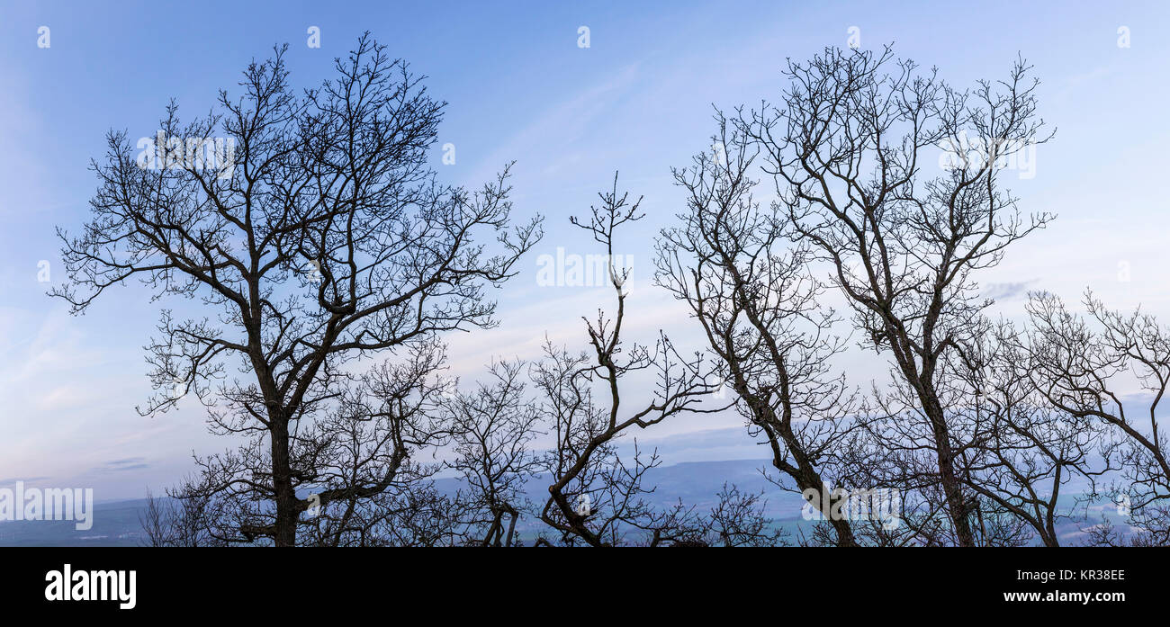 trees in winter with deep blue sky Stock Photo - Alamy