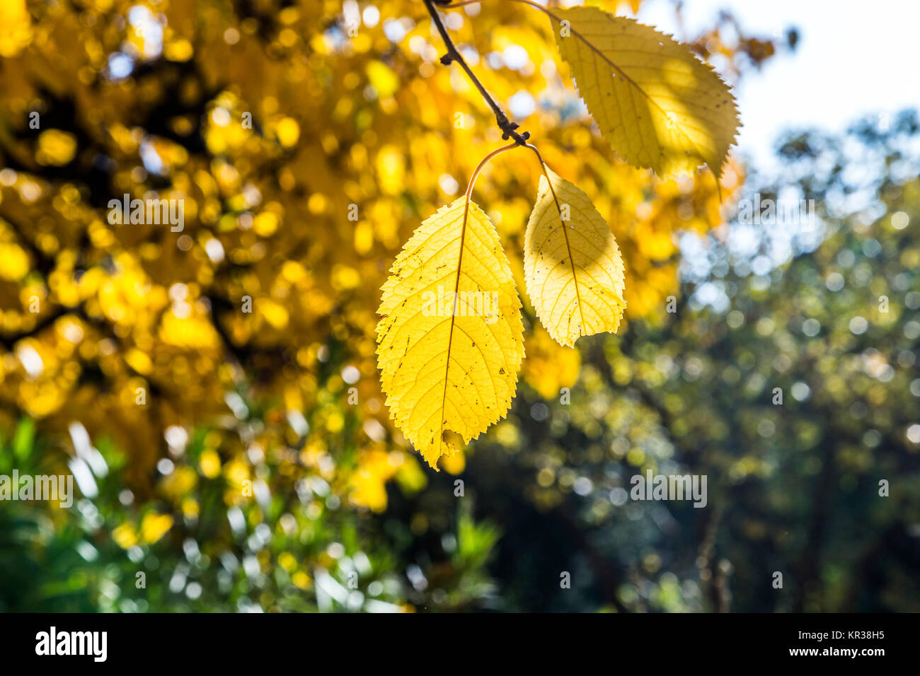 cherry tree leaves under blue sky in harmonic yellow autumn colors