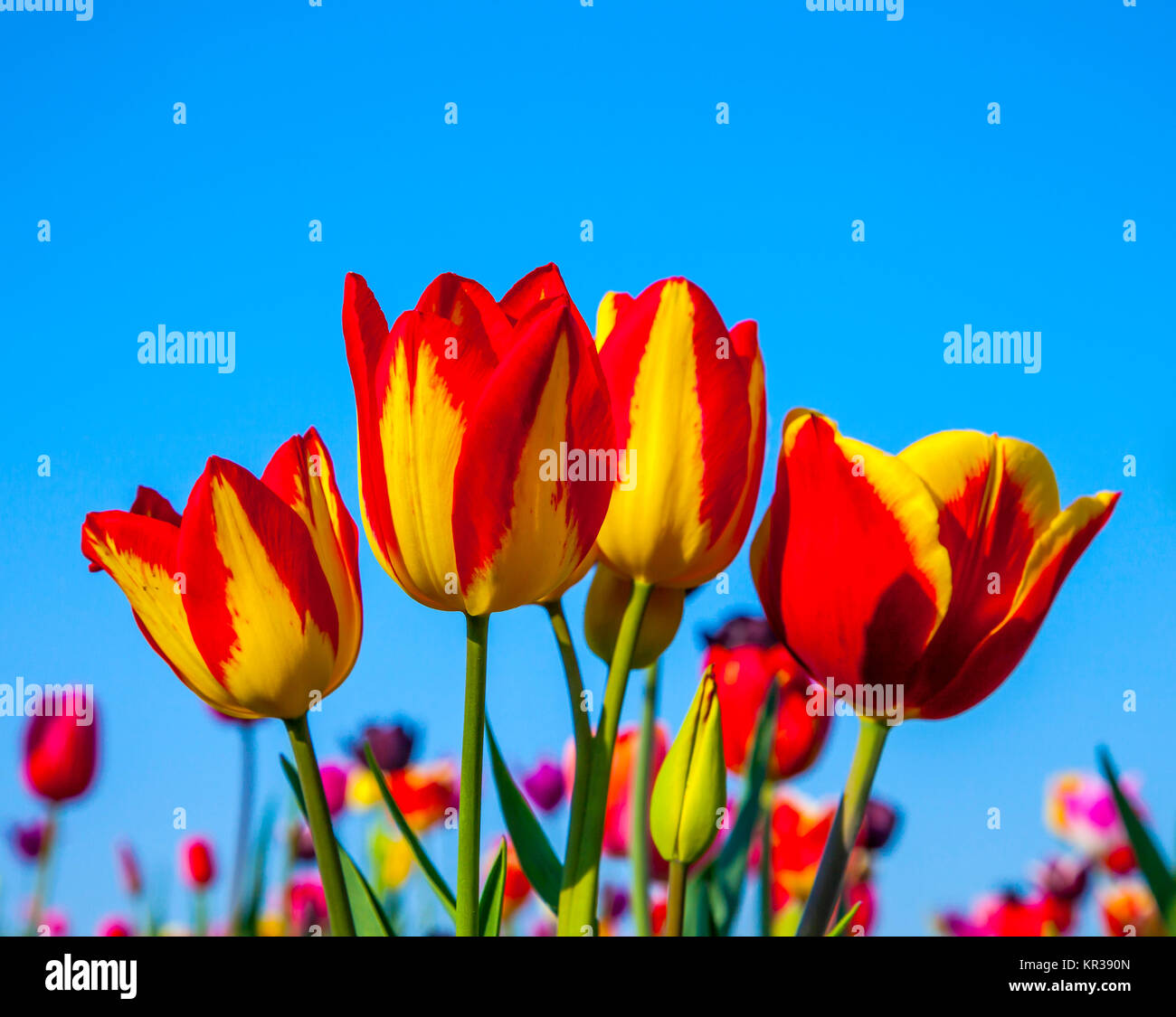 Spring field with blooming colorful tulips Stock Photo - Alamy