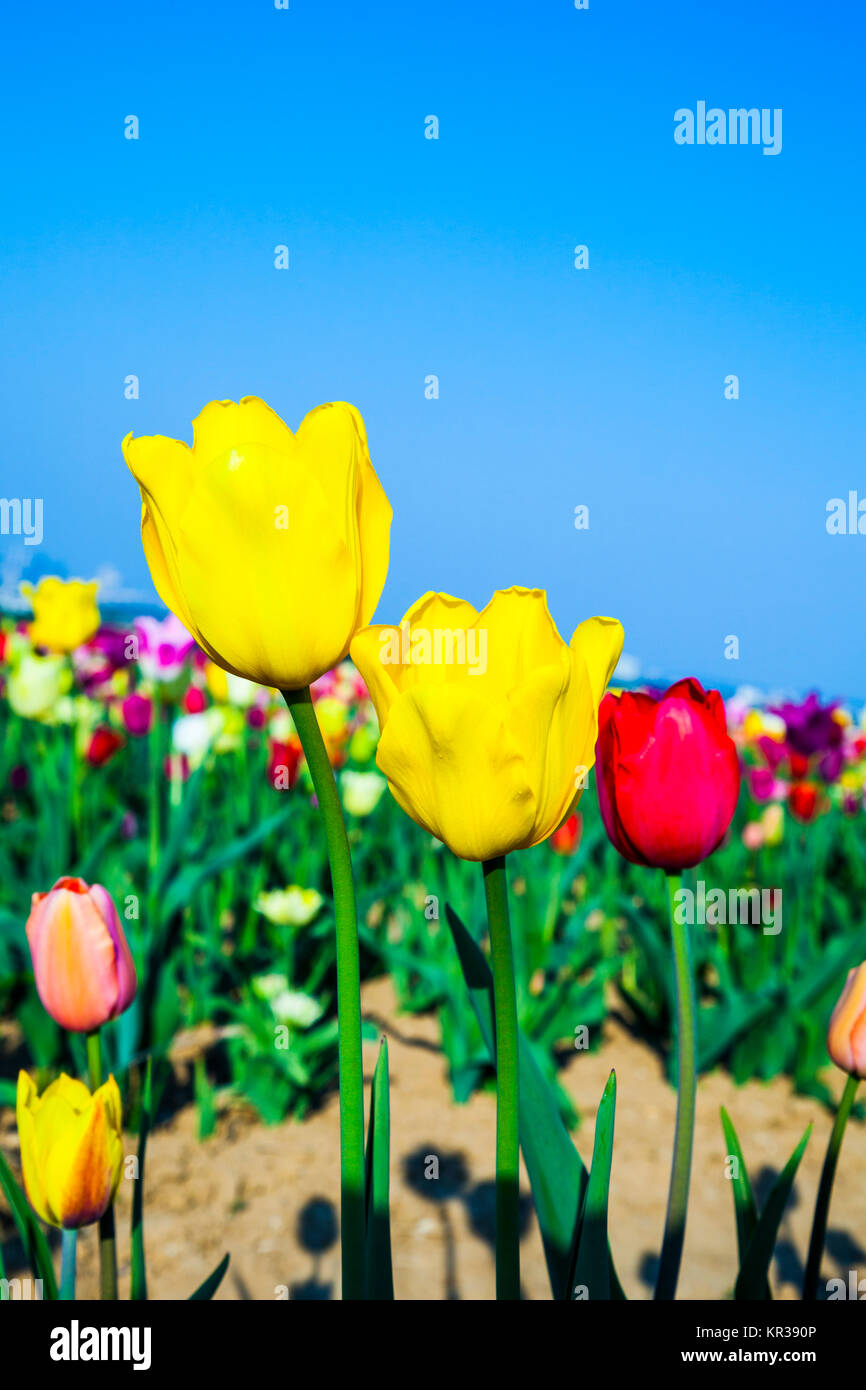 Spring field with blooming colorful tulips Stock Photo - Alamy
