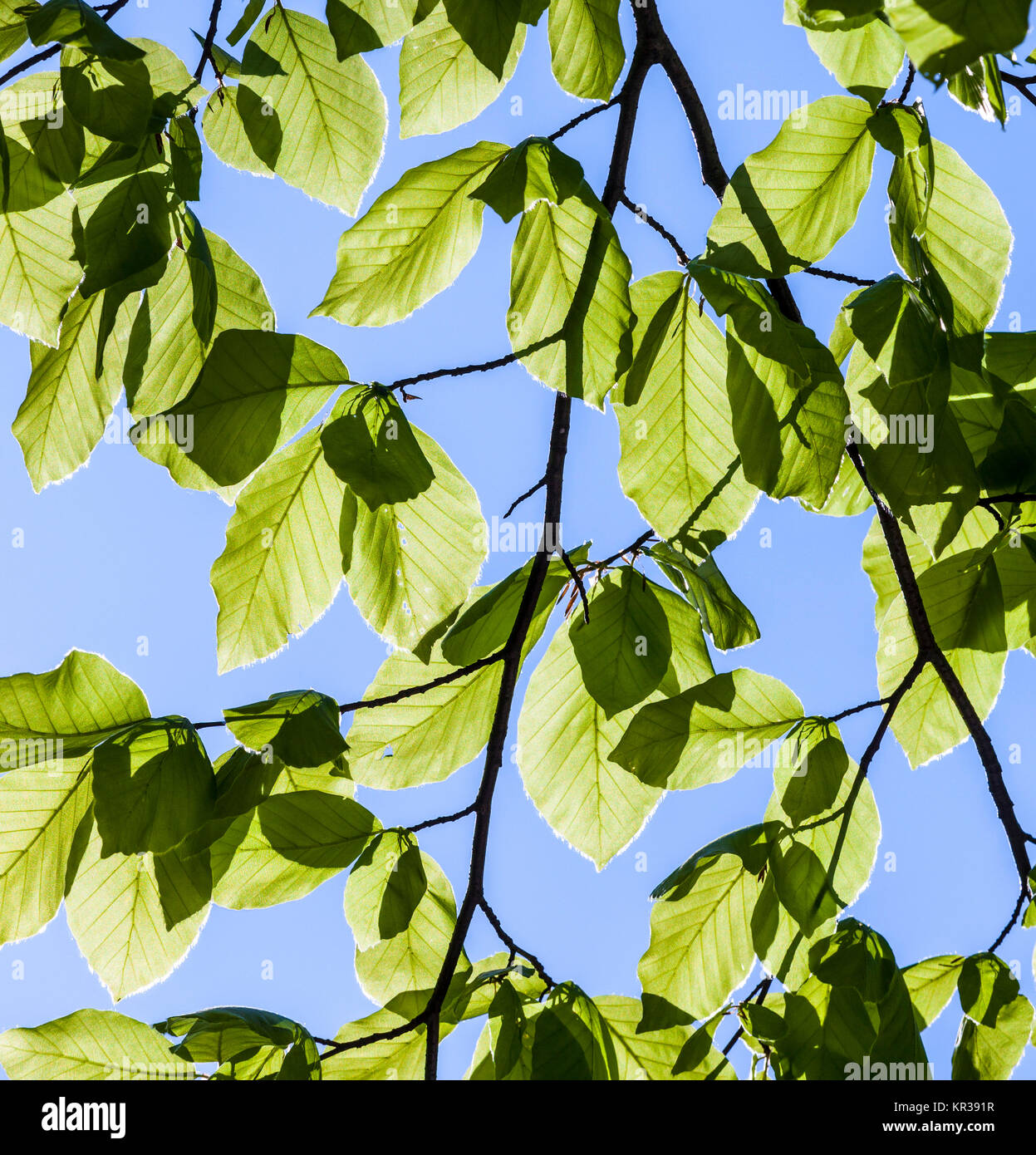leaves and sky Stock Photo - Alamy
