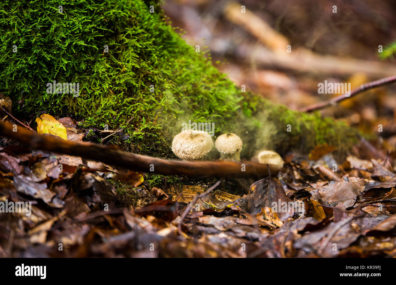 Wild mushrooms Bovista plumbea in autumn forest Stock Photo