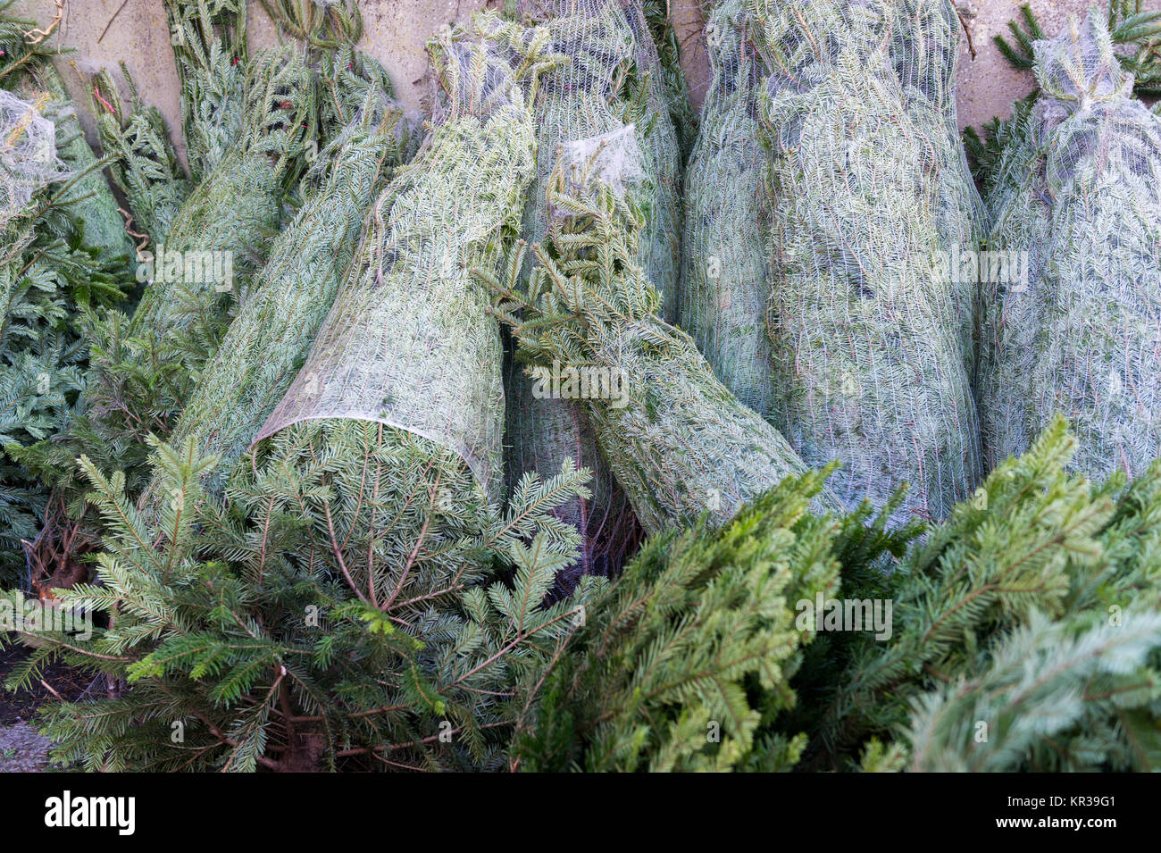 Christmas trees in a pile bound and ready for sale. Stock Photo