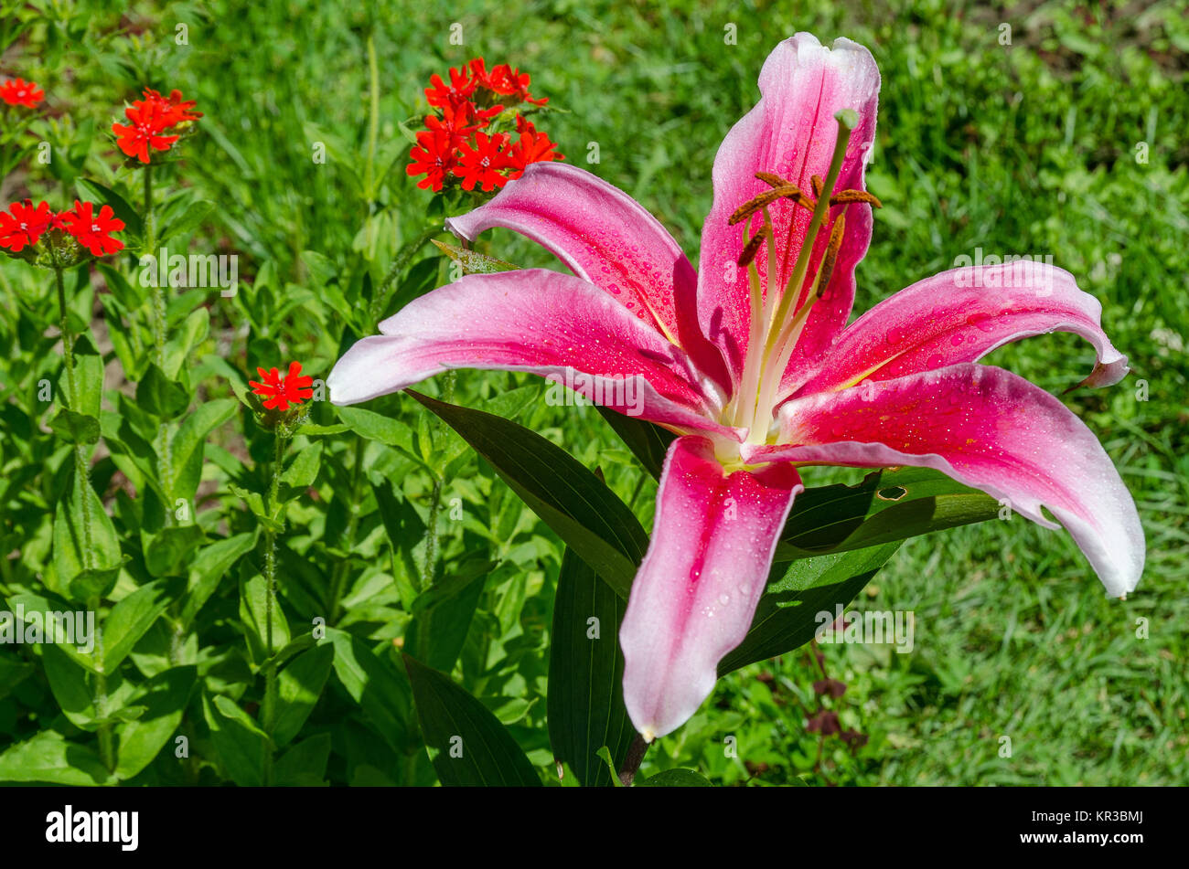 Lily