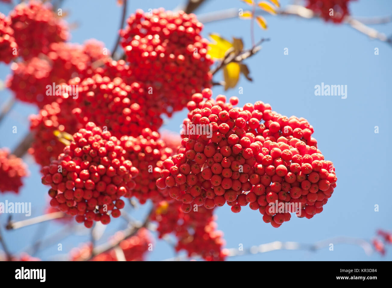 bunch of bright orange ashberries on blue sky background Stock Photo ...
