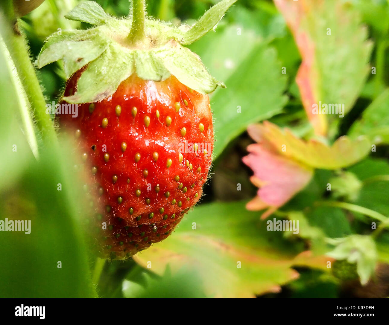 Hairy strawberry hi-res stock photography and images - Alamy