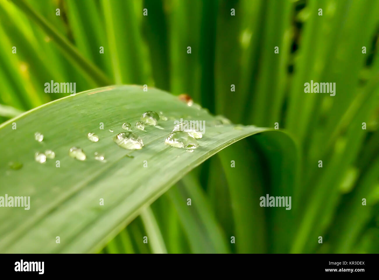 rain drops on green leaf closeup on blurred background Stock Photo - Alamy