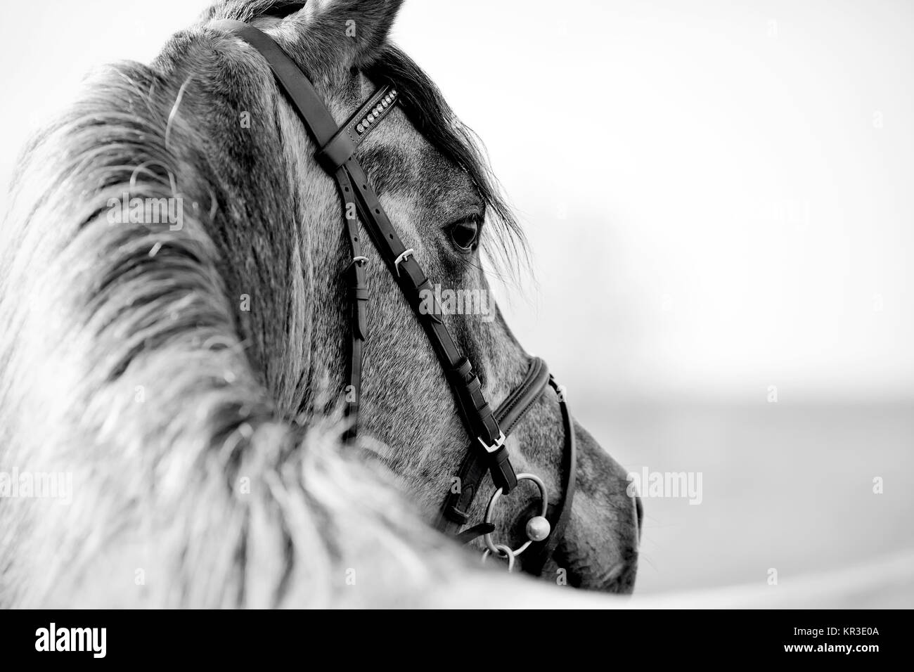 Black-and-white portrait of a sports stallion Stock Photo