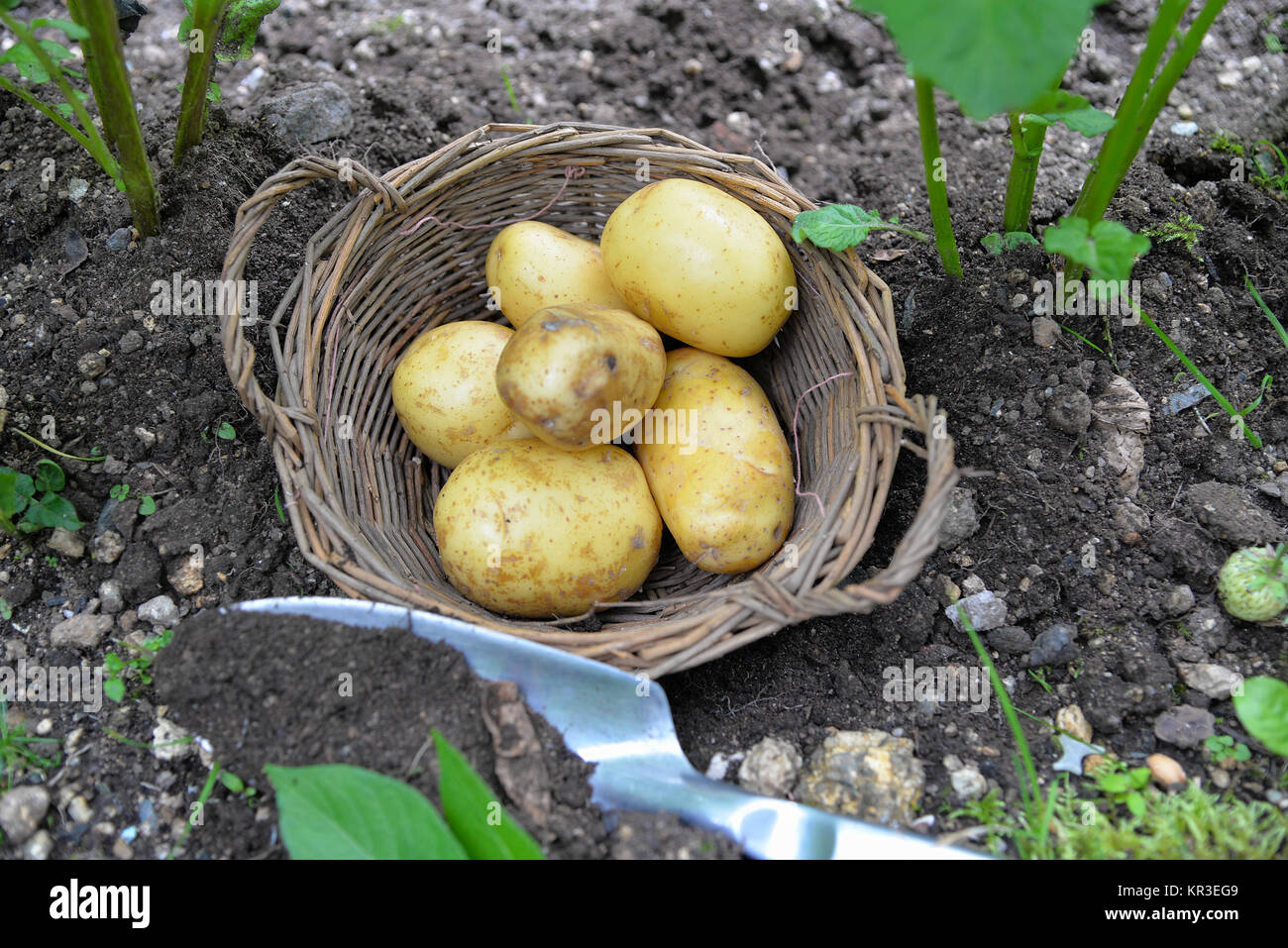 potatoes in the garden bed Stock Photo Alamy