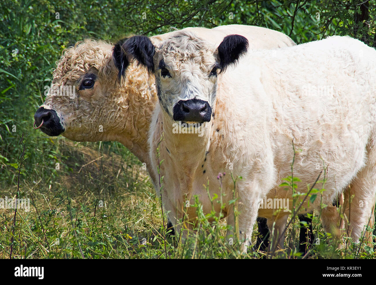 Galloway-Rinder - Stier und Kuh Stock Photo