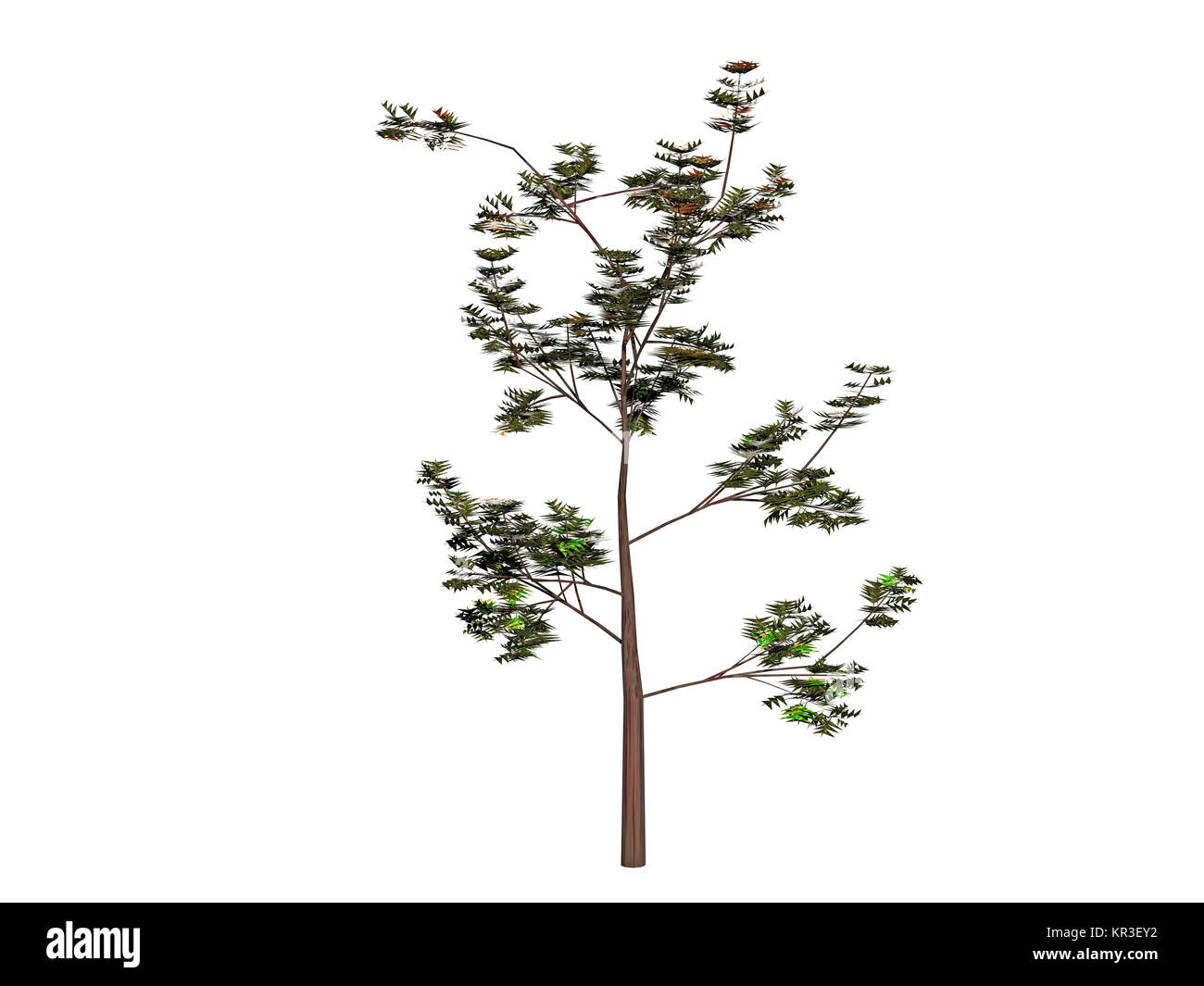 deciduous trees released Stock Photo Alamy