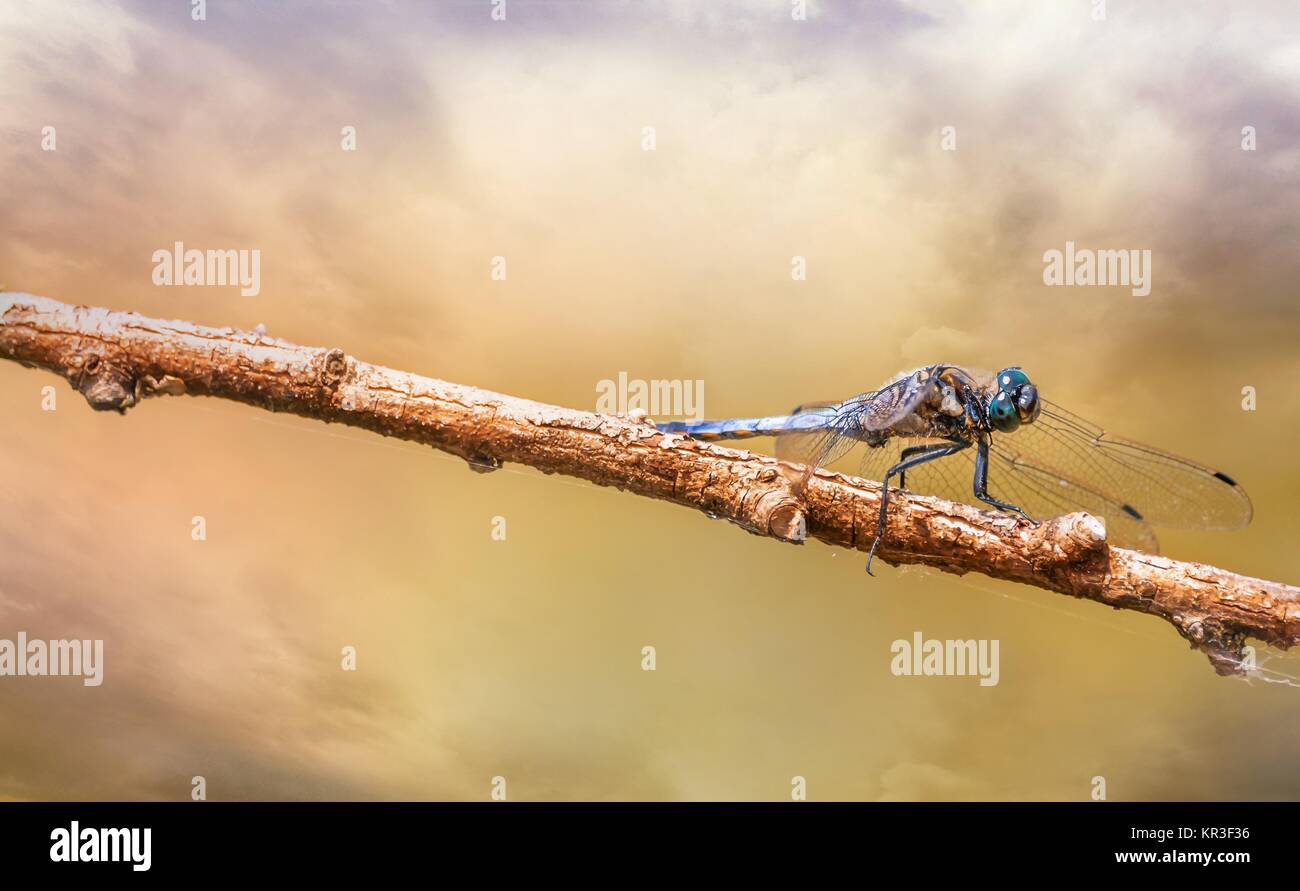 dragonfly on a branch Stock Photo - Alamy