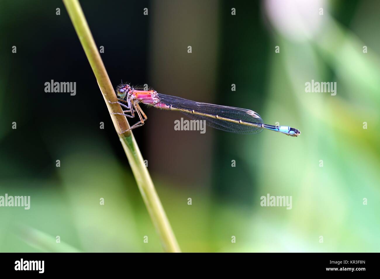 early adonisjungfer Stock Photo