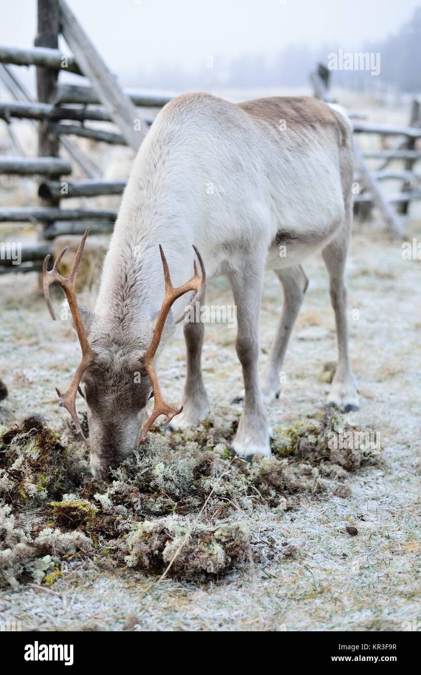 Reindeer eating moss Stock Photo Alamy