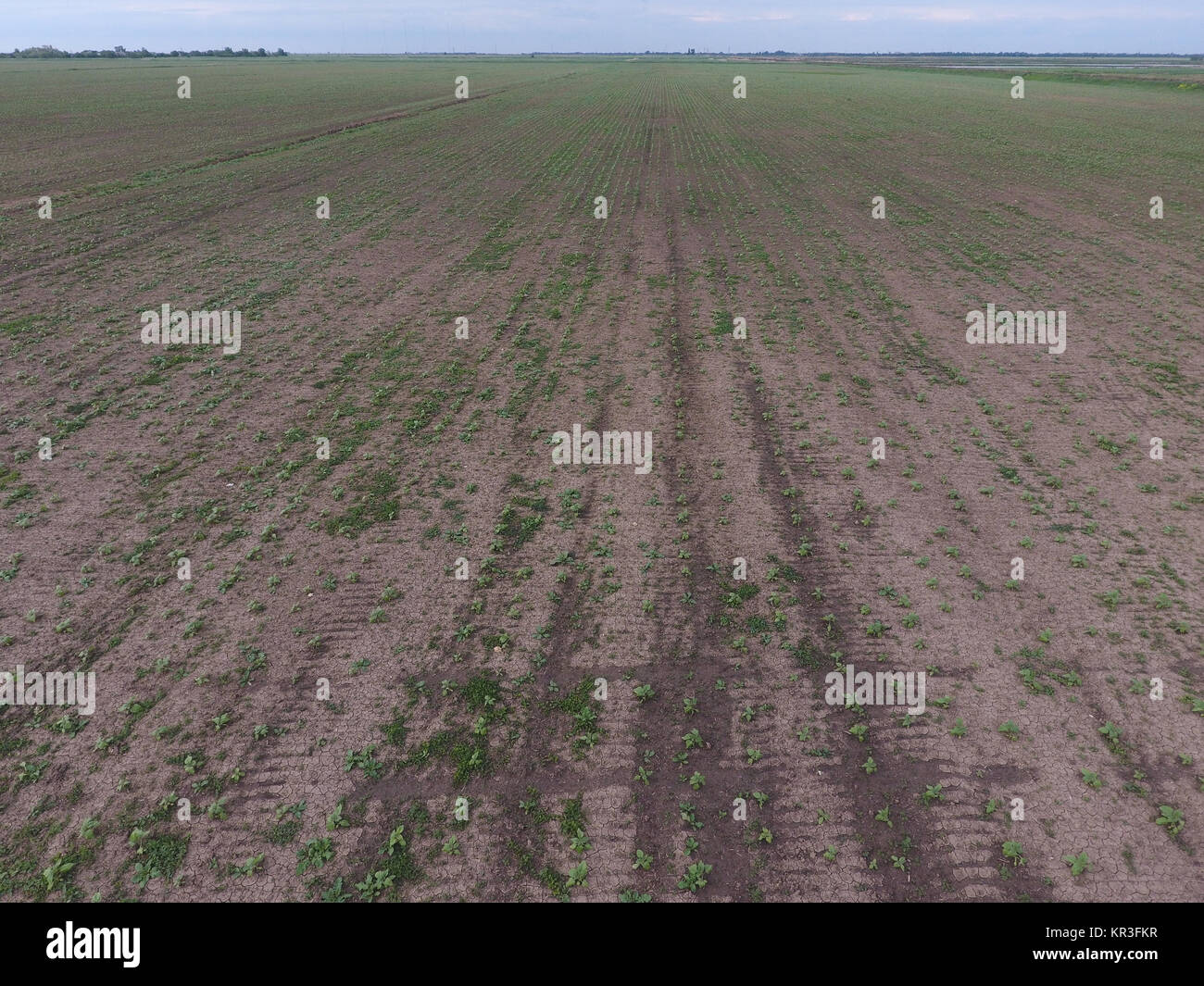 Top view of a field of sunflower seedlings Stock Photo