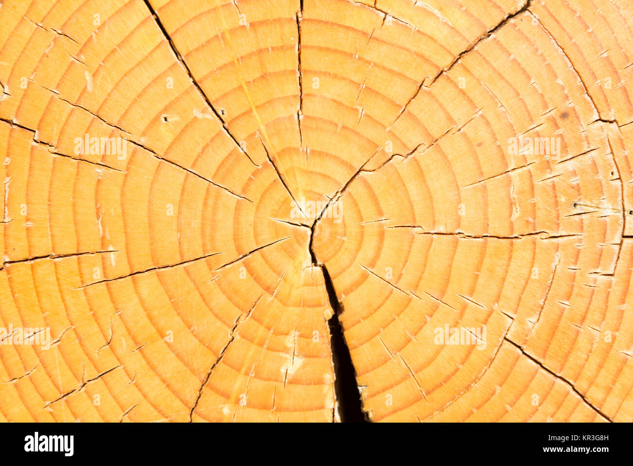 Cut Of Cork Tree Stock Photo - Alamy