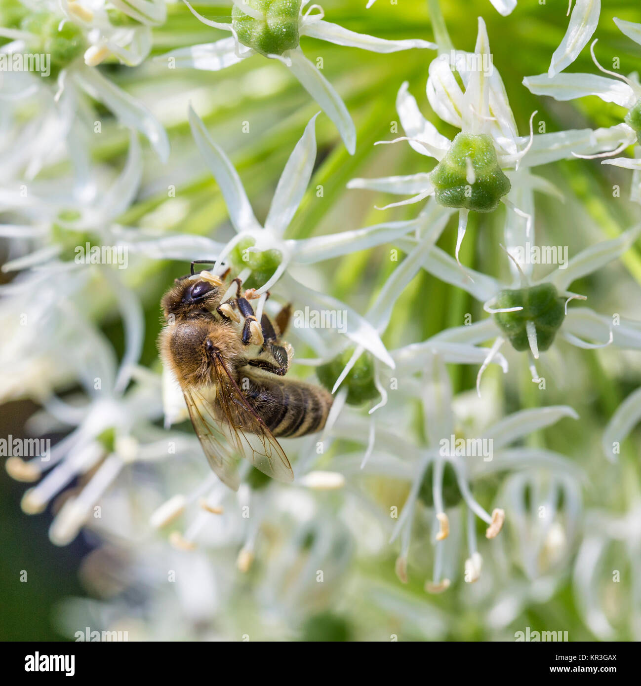 Bees on Allium sphaerocephalon. Allium Drumstick, also known as sphaerocephalon, produces two-toned, Burgundy-Green flower heads. The flowers open green, then start to turn purple. Stock Photo