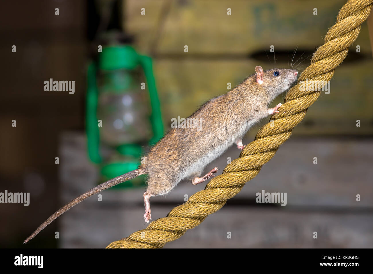 Wild Brown Rat (Rattus norvegicus) walking on anchor rope in harbor warehouse setting Stock Photo