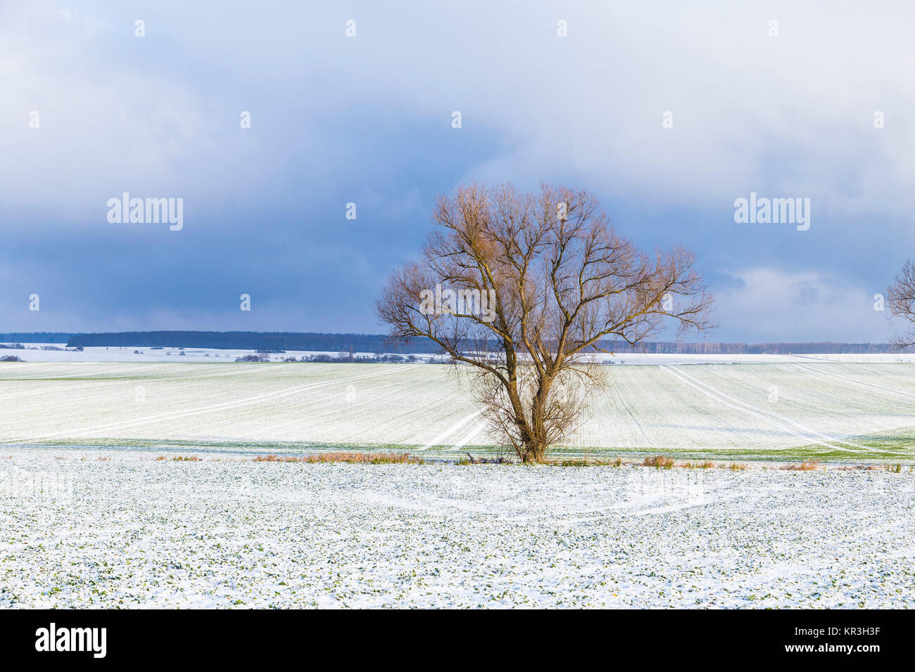 lonely tree in rural winter landscape Stock Photo - Alamy