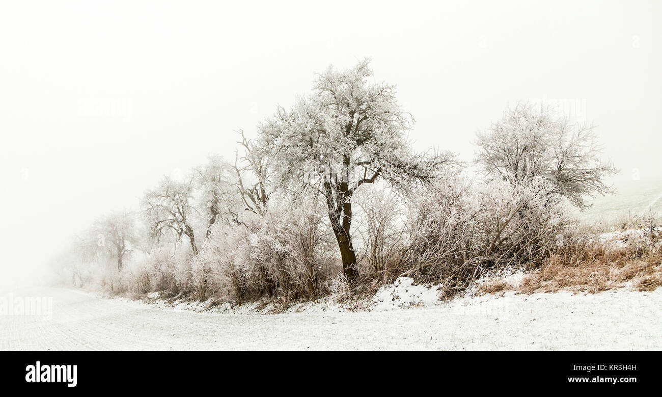 tree alley in winter landscape covered with snow Stock Photo - Alamy