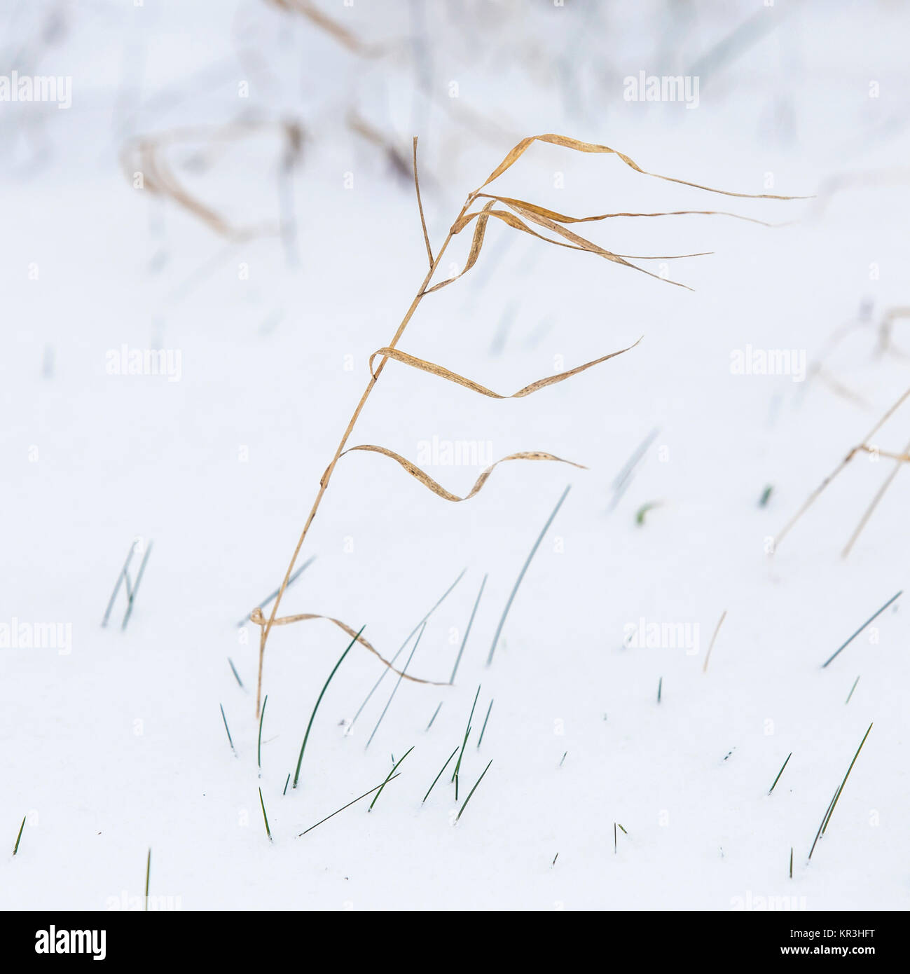 detail of reed grass in winter landscape Stock Photo Alamy