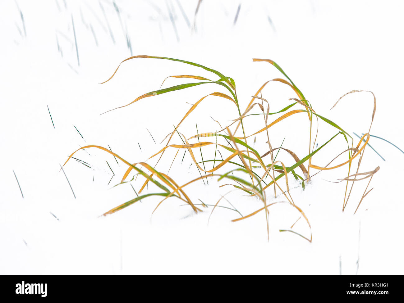 detail of reed grass in winter landscape Stock Photo Alamy