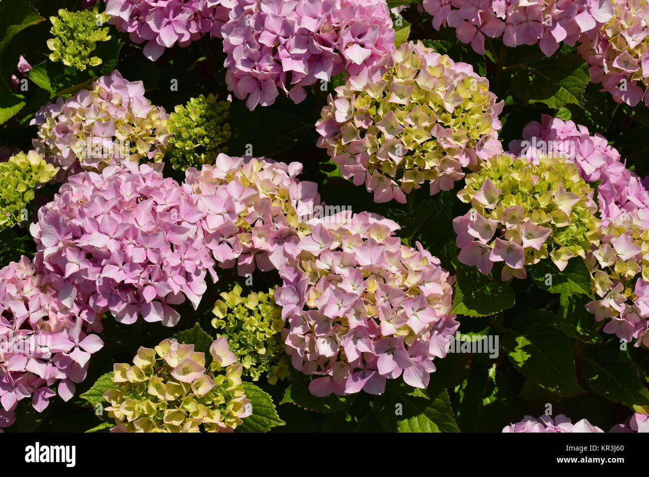 pink hydrangea flowers Stock Photo