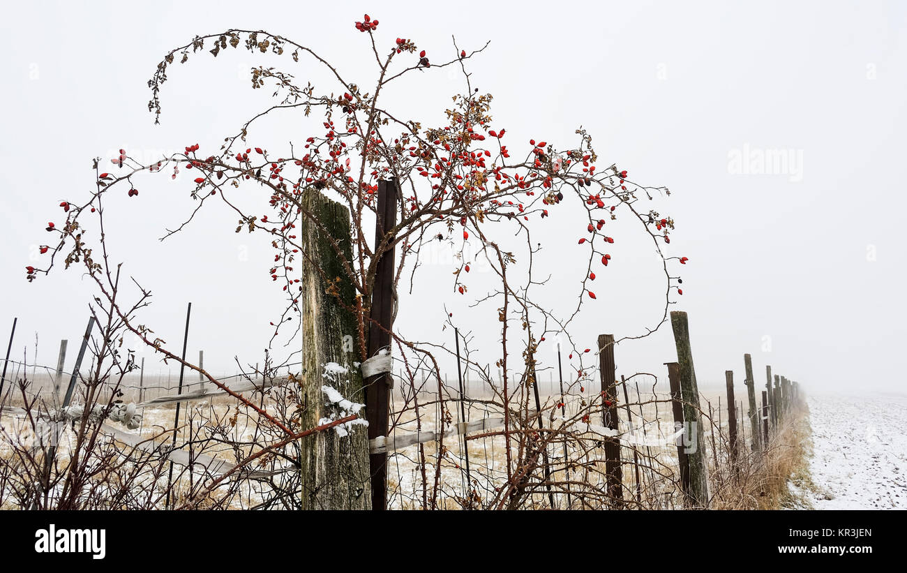 wild rose on fence with rose hips in winter Stock Photo