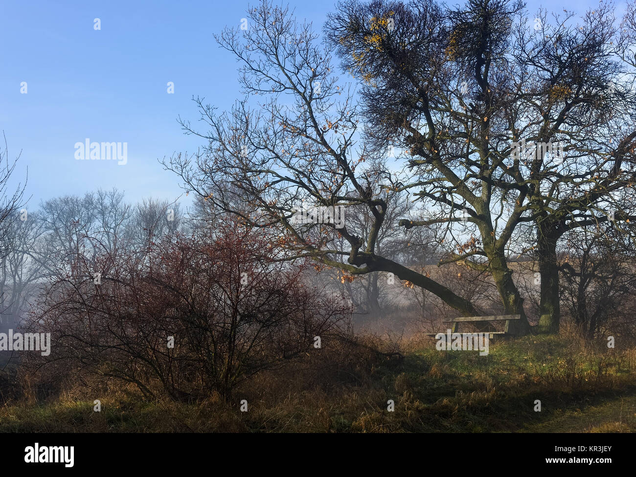 the fog is lifting from bank im wald Stock Photo