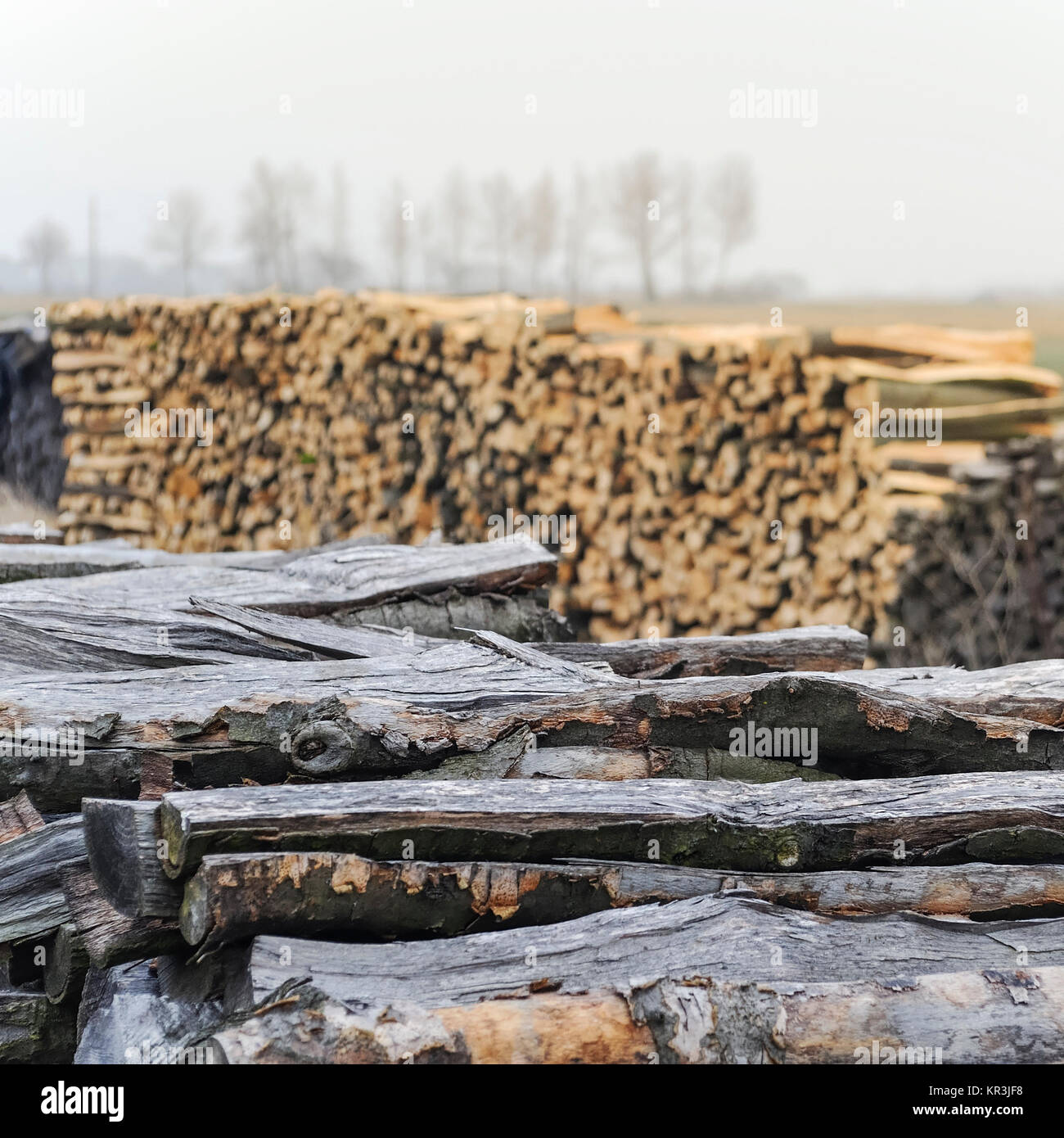 firewood on pile for drying Stock Photo