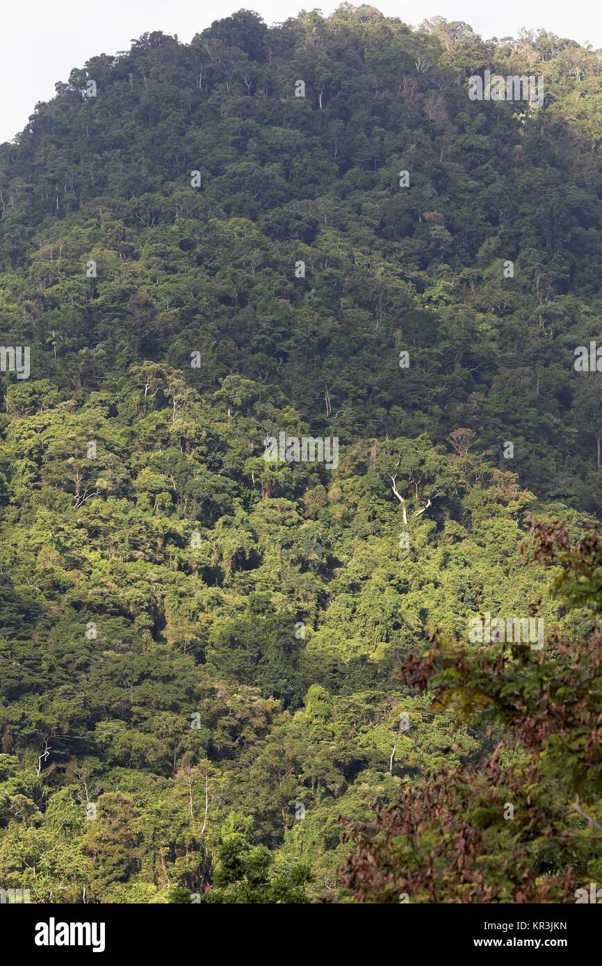 rainforest in cairns Stock Photo