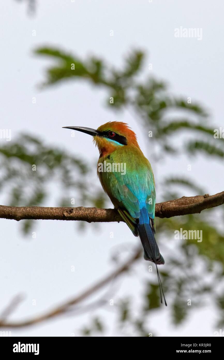 rainbow bee-eater Stock Photo