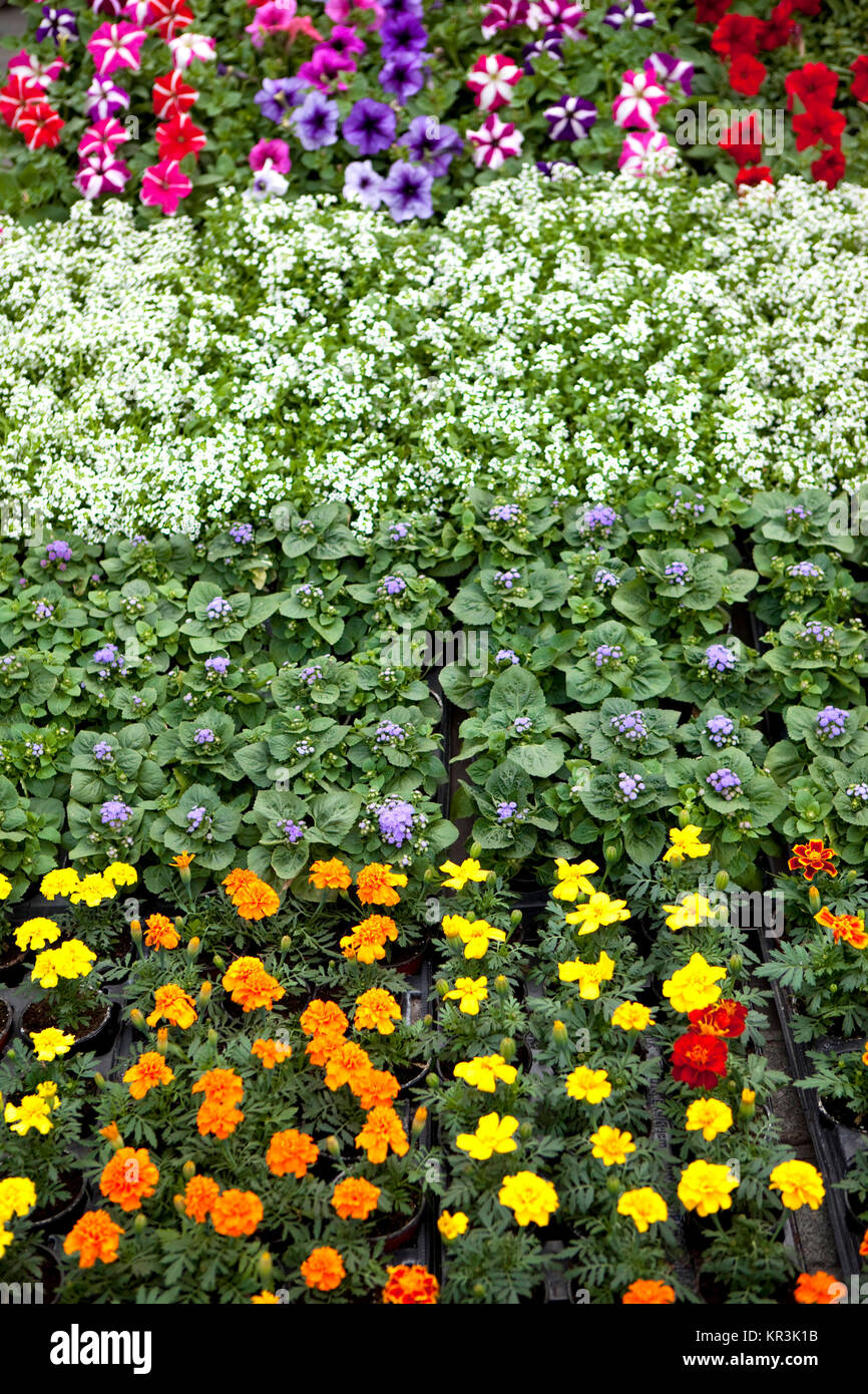 Colorful flowers for sale Stock Photo Alamy