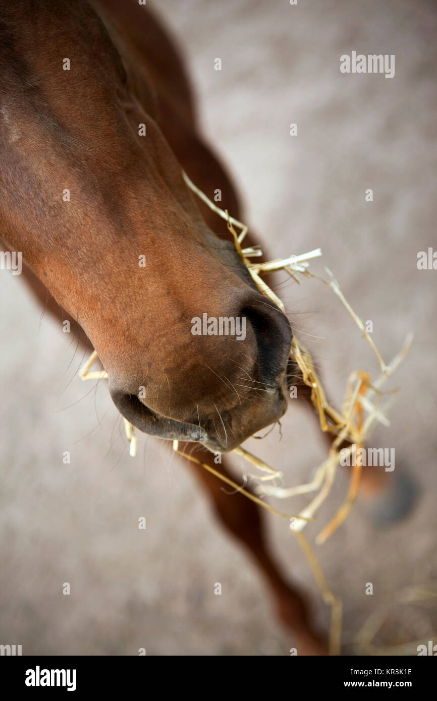 Foal eating straw Stock Photo Alamy