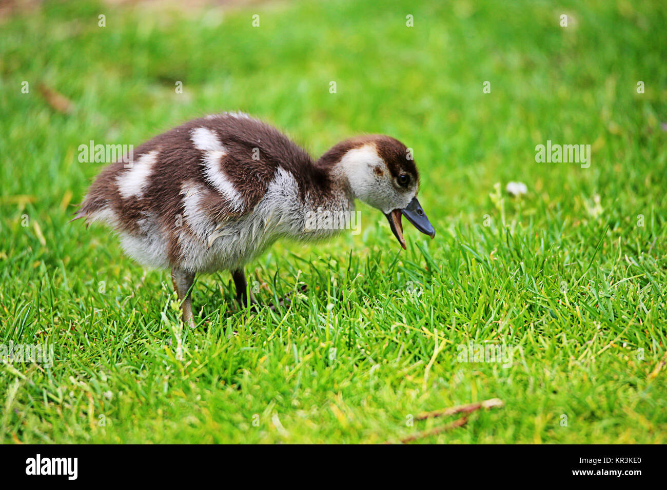 chick nilgans plucking grass Stock Photo