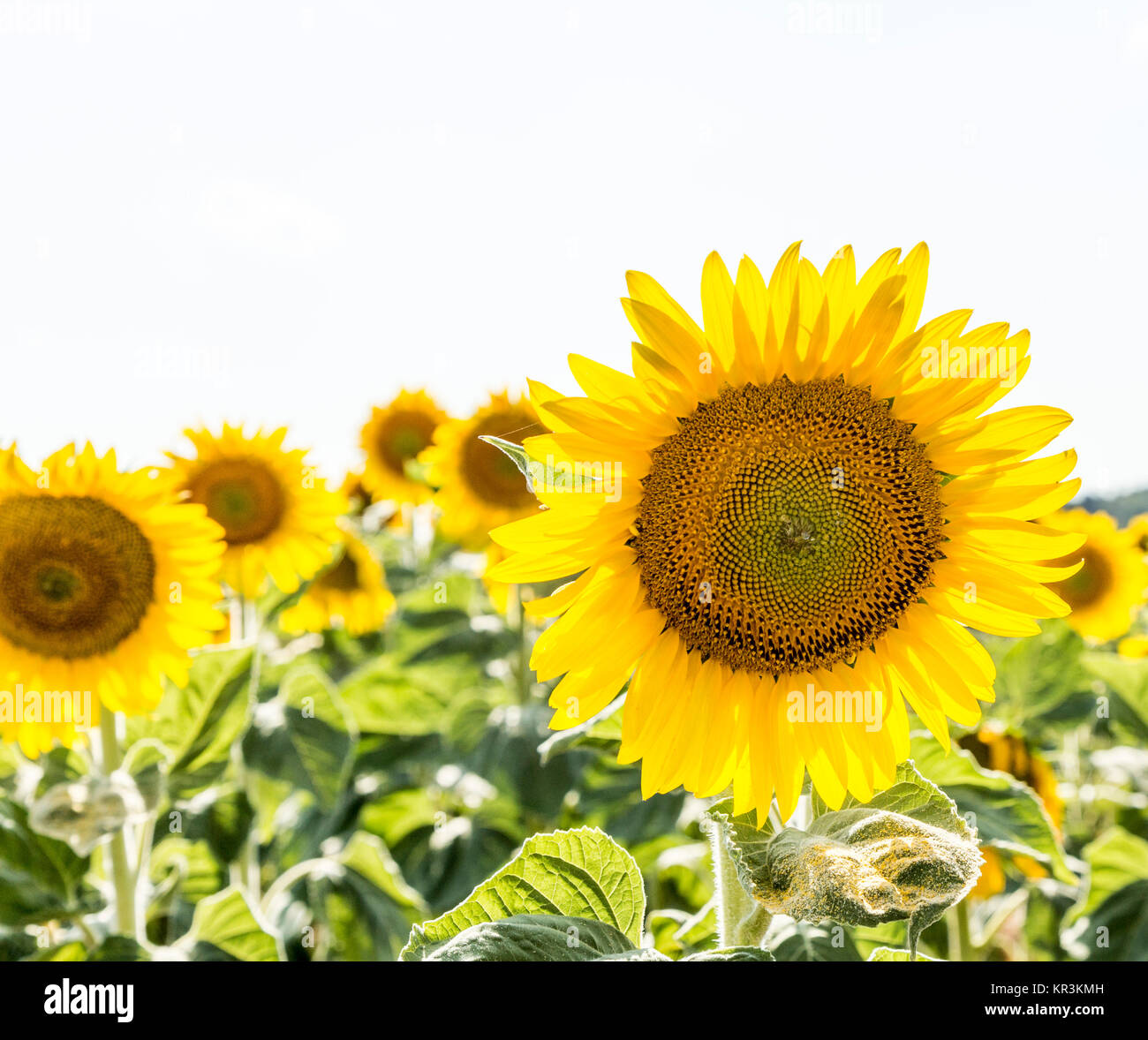 beautiful ripe yellow sunflower Field in the countryside Stock Photo ...