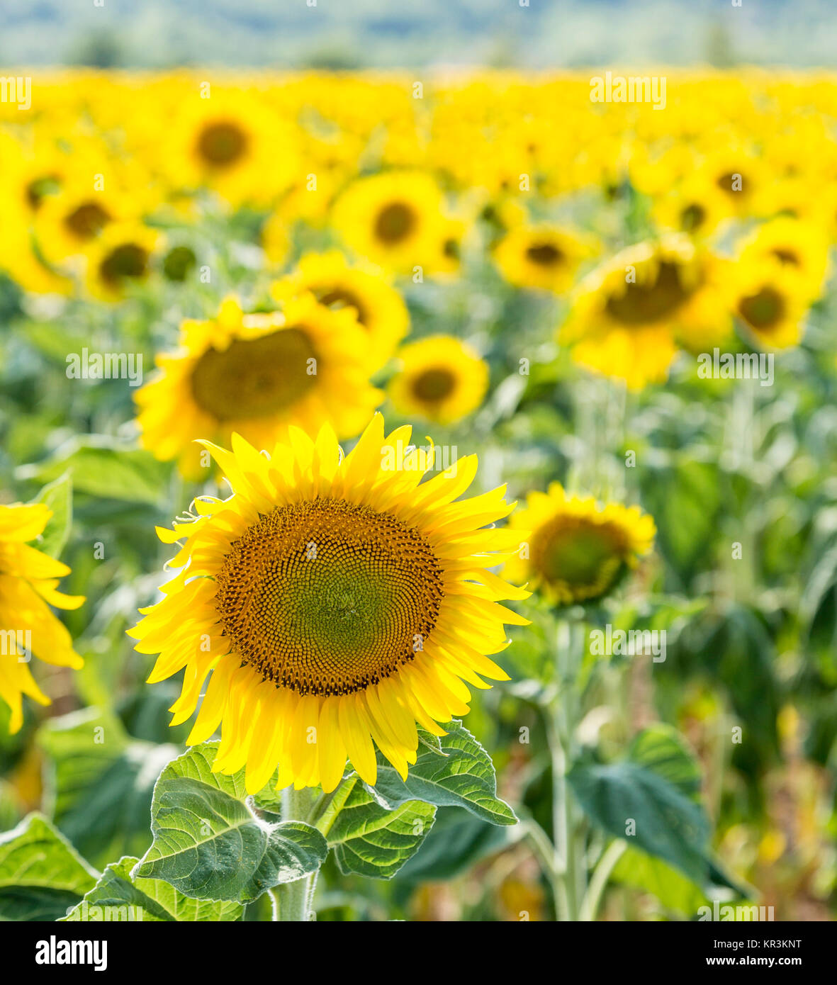 beautiful ripe yellow sunflower Field in the countryside Stock Photo ...