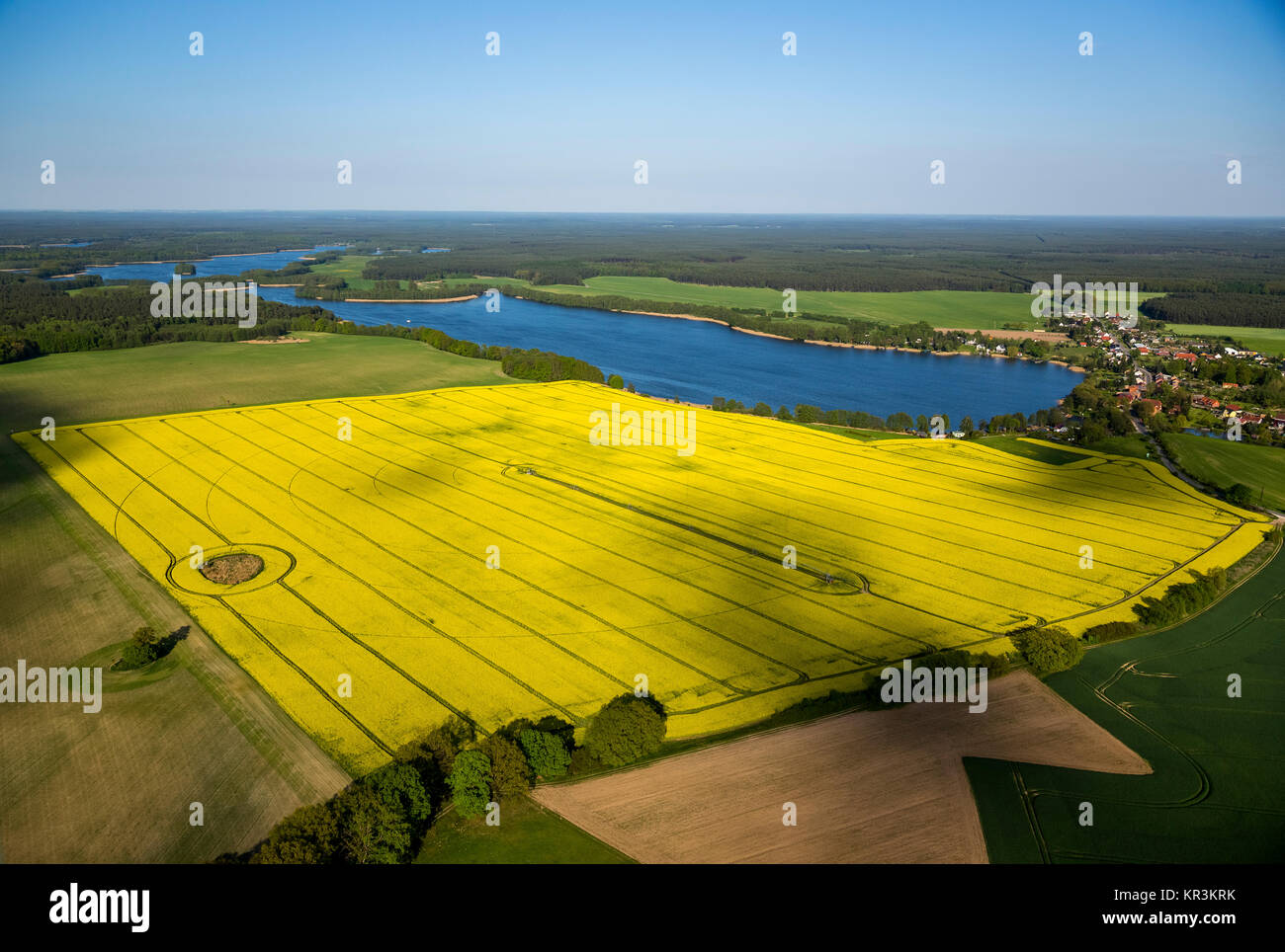 large canola field with circular irrigation, Priepert, Mecklenburg ...