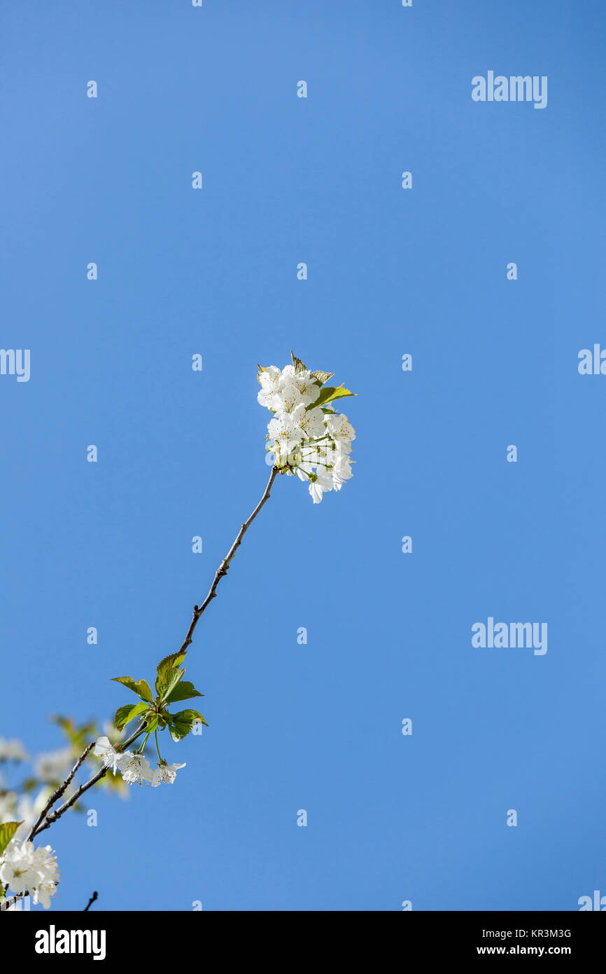 apple tree blooming branch and blue sky Stock Photo Alamy