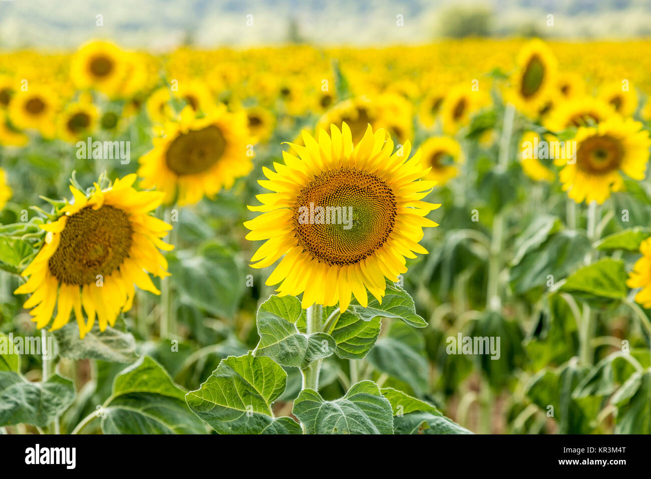 beautiful ripe yellow sunflower Field in the countryside Stock Photo ...