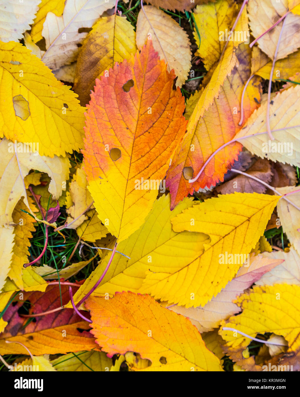 yellow cherry tree leaves at the grass in harmonic autumn colors Stock Photo Alamy