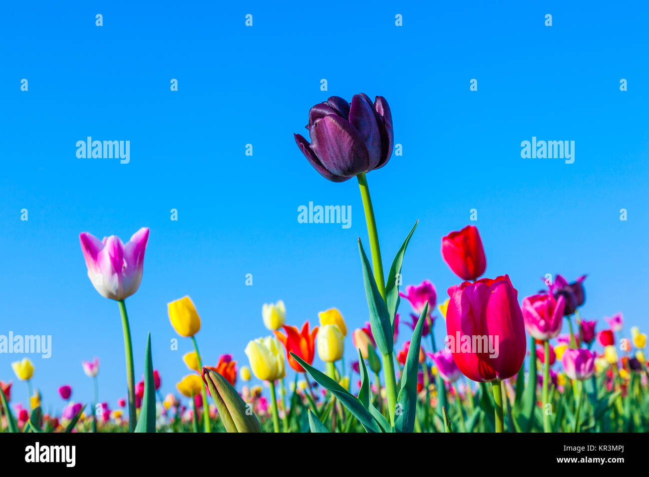 Spring field with blooming colorful tulips Stock Photo - Alamy